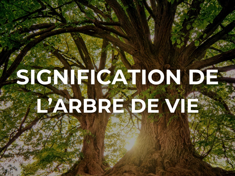 Arbre de vie : racines, parcours et transmission
